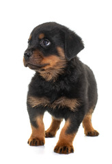 puppy rottweiler in studio