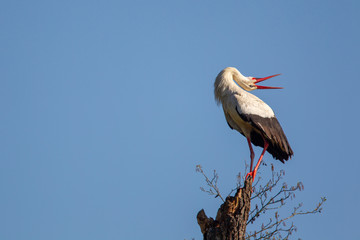 Ein Weißstorch (Ciconia ciconia) klappert auf einem abgestorbenen Baumstamm im Frühling im...