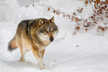 Naklejka premium Wolf (Canis lupus) im Winter im Tier-Freigelände im Nationalpark Bayrischer Wald, Deutschland.