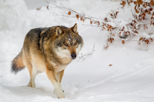 Fototapeta Wolf (Canis lupus) im Winter im Tier-Freigelände im Nationalpark Bayrischer Wald, Deutschland.