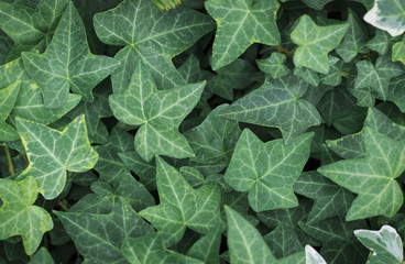 Fototapeta premium Green leaves texture, natural background