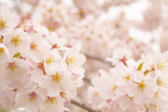 満開の桜の柔らかいイメージ