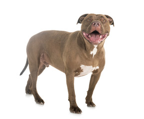 Obraz premium american pitbull in studio
