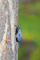 fulgoroidea insects