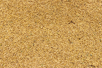 Dehumidification process soybean by the sun of northern Thailand farmer ,For send to the processing plant for increase the price of soybean.