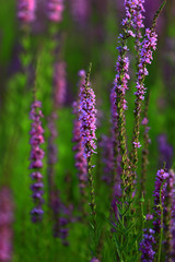 Naklejka premium The beauty of the lavender
