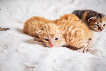 portrait of one month old little cute kittens, tabby and ginger
