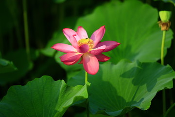 Fototapeta premium Blooming lotus flower, very beautiful