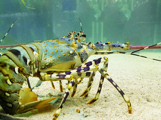Fauna of seas and oceans. Blue lobster.