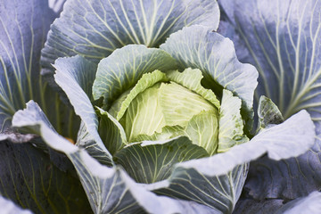 Obraz premium closeup of fresh cabbage in the vegetable garden