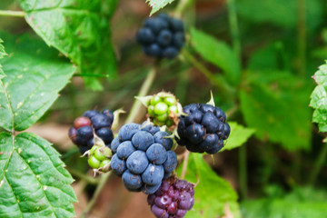 Ripe blackberry berries. Candid.