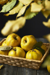 A lot of apple quince  on dark wooden background. top view