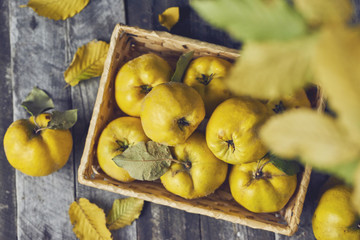 A lot of apple quince  on dark wooden background. top view