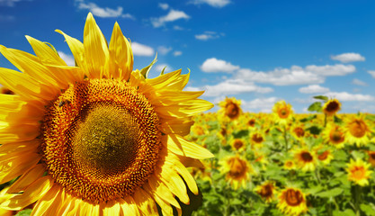 Sunflower field