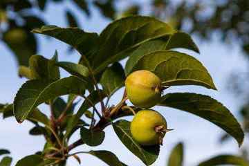 Yellow apples on a tree branch on a sunny day