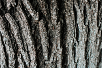 Wood bark texture