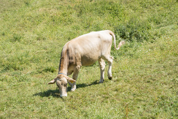 Cow grazing in a meadow