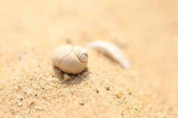 Fototapeta na wymiar Seashell on a sand beach