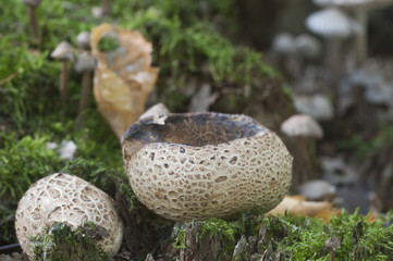 Common earthball mushroom