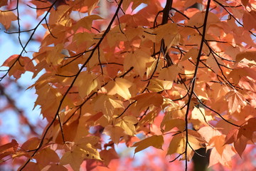 オレンジ一色の紅葉