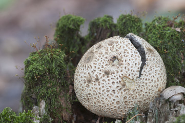 Common earthball mushroom