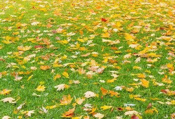 Lawn with wet grass and autumn maple leaves