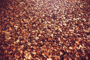 Yellow autumn leaves. Withered leaves.