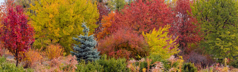 Various trees and shrubs with autumn varicolored leaves