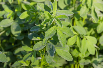 Alfalfa plant with dew drops on field close-up