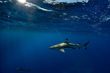 snorkeling with sharks in blue ocean of polynesia