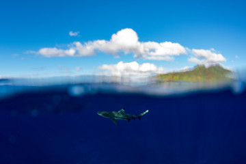 snorkeling with sharks in blue ocean of polynesia