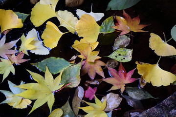 色とりどりの、紅葉の落ち葉