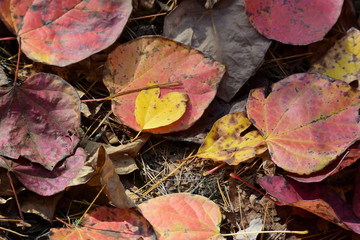 色とりどりの、紅葉の落ち葉