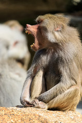 baboon