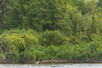 White heron on the river