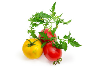 Yellow and red tomatoes with twig on white background