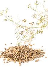 Heap of raw, unprocessed organic coriander or cilantro seeds on white