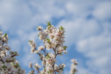 Nanking cherry (Prunus tomentosa) blossom on sunny day