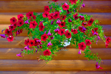 Fototapeta premium Red petunia against a wall of boards.