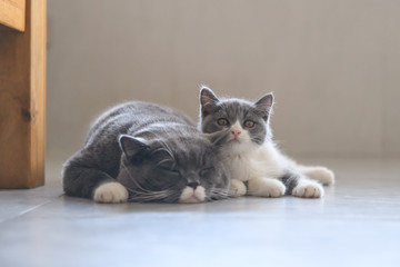 Obraz premium British short hair cat Daddy and Kitten