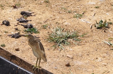 Photography that is showing a squacco heron (scientific name: Ardeola ralloides)