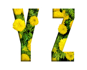 Alphabet Y, Z made from marigold flower font isolated on white background. Beautiful character concept.