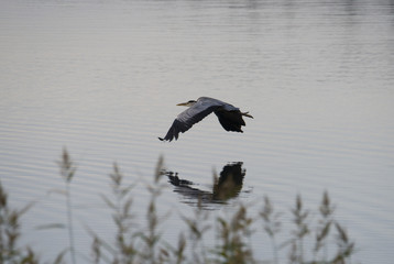 Grey Heron flying at sunrise at lake Mälaren in Bromma, Stockholm