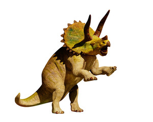 Triceratops horridus dinosaur in action (3d rendering isolated on white background) © dottedyeti