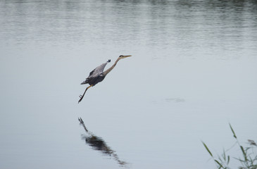 Grey Heron flying at sunrise at lake Mälaren in Bromma, Stockholm