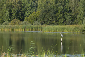 Heron on a pole in a pond at Bromma, Stockholm
