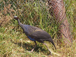 Photography that is showing a vulturine guineafowl (scientific name: Acryllium vulturinum)