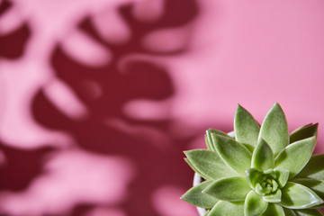 Top view shot succulent plant Echeveria with shadows from Monstera plant Philodendron the leaves on...