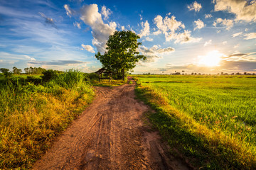 Road in Sunset Rice Field