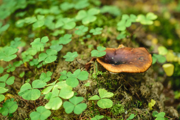 Mushrooms on the moss